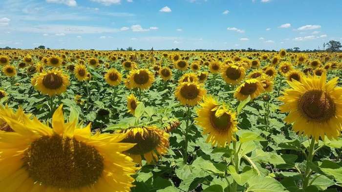 girasol